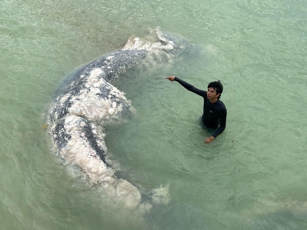 Hallan cuerpo de tiburón ballena en playas de Progreso; el espécimen fue recalado