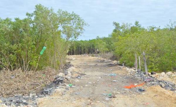Descubren devastación de manglares en San Felipe, Yucatán