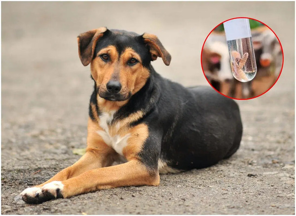 Yucatán reporta 20 nuevos casos de gusano barrenador, entre ellos un perro