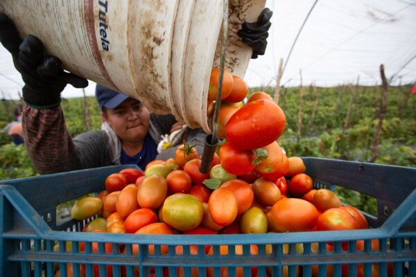 México rechaza decisión del gobierno de Trump de reactivar una cuota del 17 % al tomate