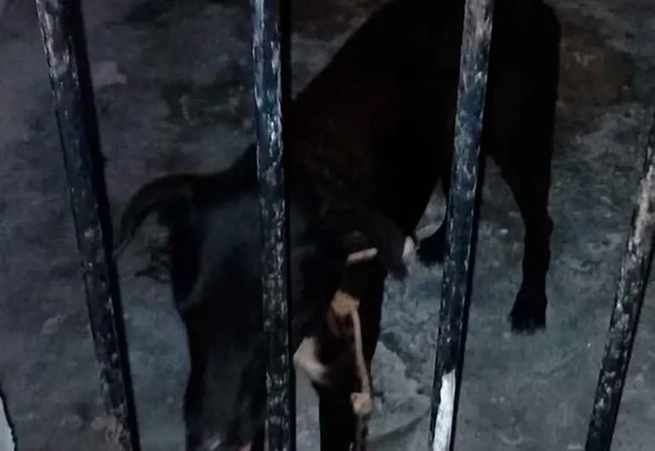Autoridades de Yucatán ‘encarcelan’ a perrito que atacó a tres personas