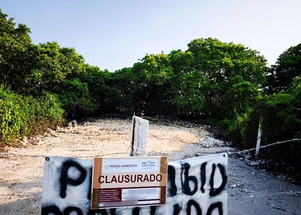 Por desmonte de mangle, Profepa clausura dos predios en Chicxulub Puerto, Yucatán