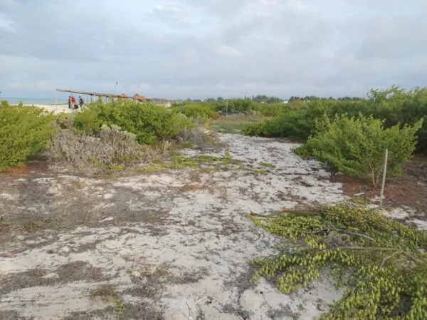 Ordenan reforestar dunas en Sisal como reparación por daño ambiental