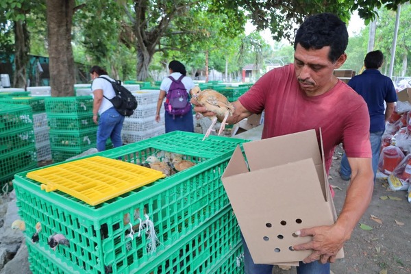Entregan 1,250 paquetes de pollitas en comunidades de Centro