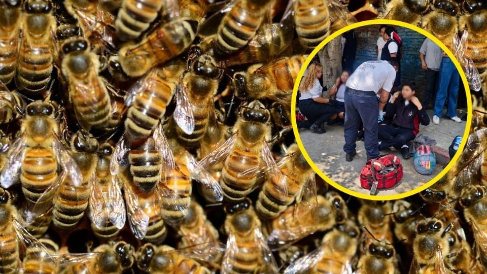 Enjambre de abejas ataca a más de 100 personas en escuela de Cuautla, Morelos