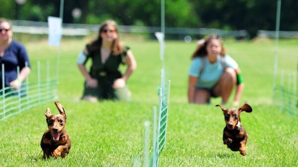 Perros salchicha conquistan Alemania en divertida carrera