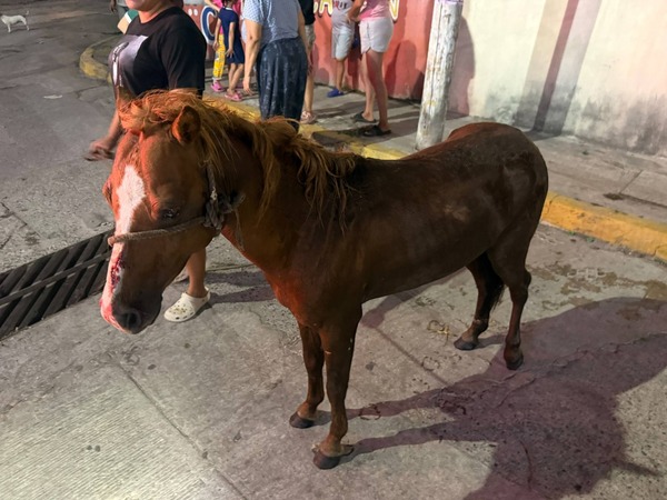 Rescatan a caballo de una alcantarilla en Centro