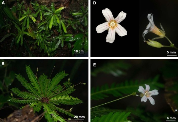 Descubren dos nuevas especies de plantas en Tabasco
