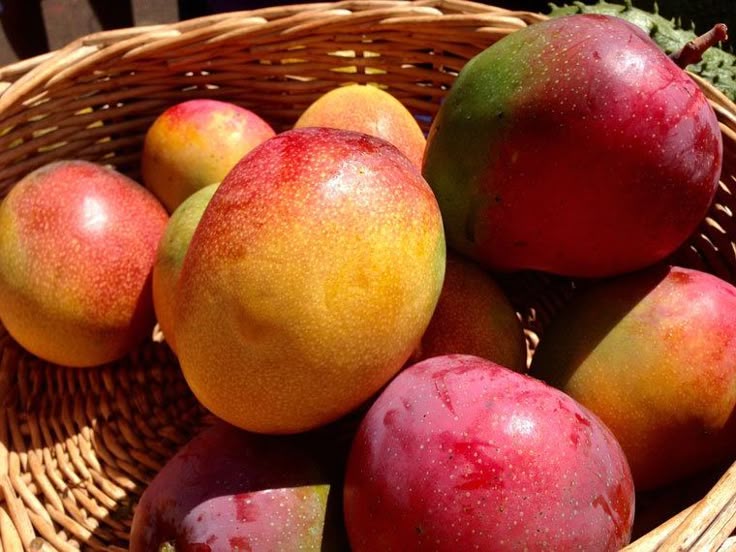 Mango Haden (Manglifera) Árbol frutal vivo de 2 pies de altura