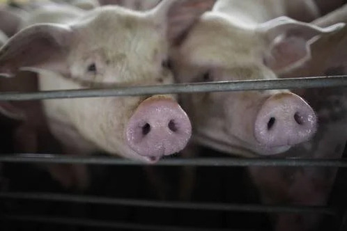 SCJN analizará amparos contra megagranja porcícola en Homún