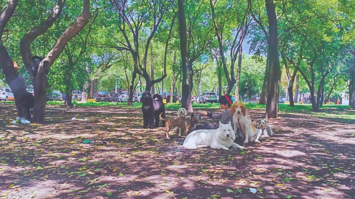 Advierten que protección a perros sigue siendo insuficiente en CDMX