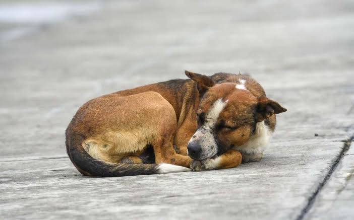 Congreso CDMX propone cárcel por incitar violencia animal