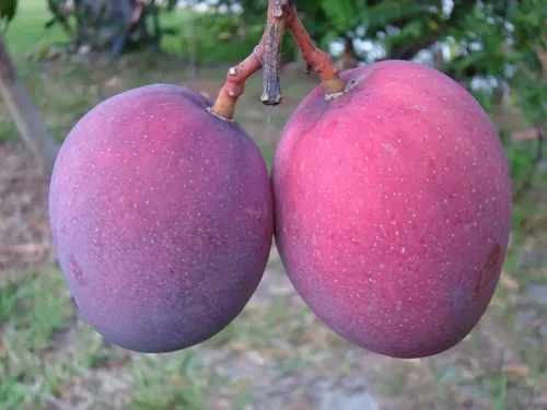 Mango Tommy Atkins Injertado