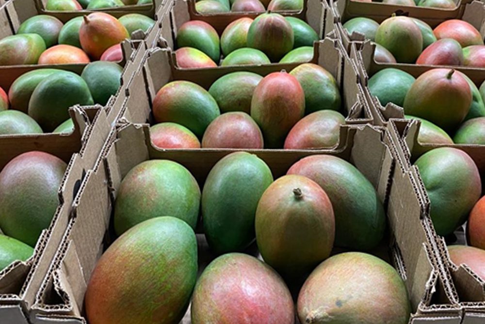 Mango Keitt – Federación Mangos de Colombia