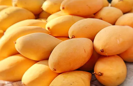 Mango Manila | Citrofrut